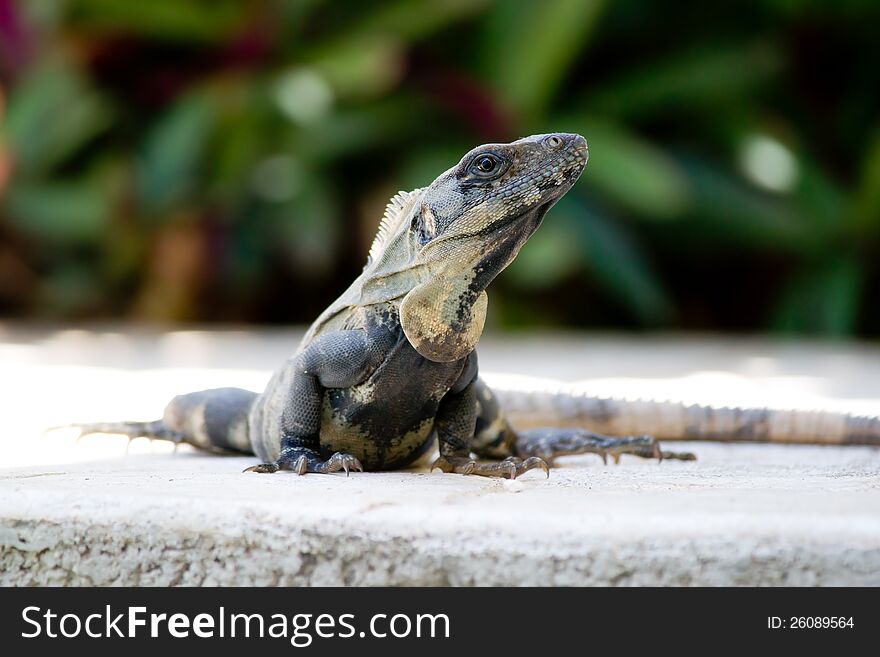 Mexican Iguana