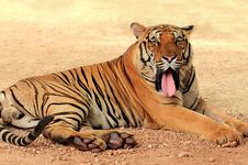 Bengal Tiger Stock Photos