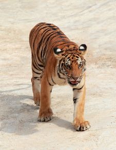 Bengal Tiger Royalty Free Stock Photos