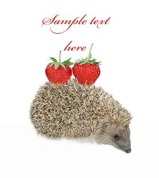 Hedgehog With Strawberry Isolated On White Royalty Free Stock Photo Hedgehog With Strawberry Isolated On White Royalty Free Stock Photo