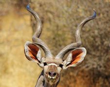 Messing With Me - Kudu Bull Stock Photo