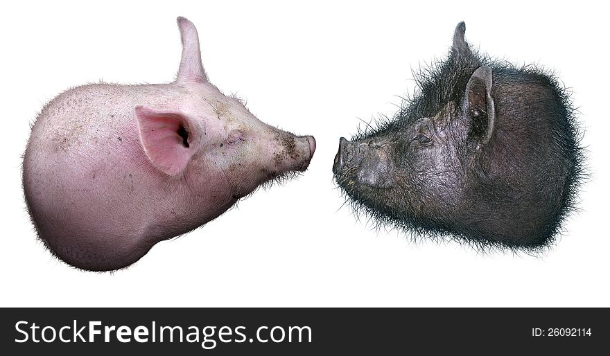Two different pig heads.