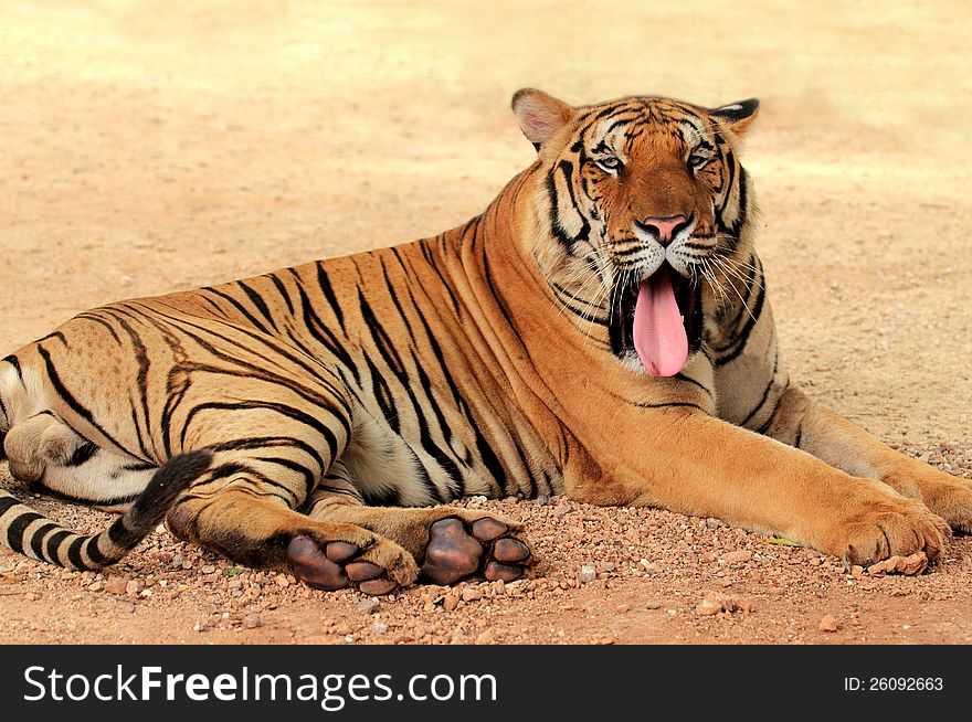 Bengal tiger Relaxing in the outdoor courtyard