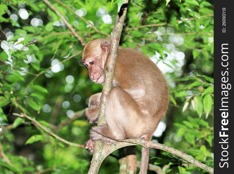 Monkey on the tree in thailand