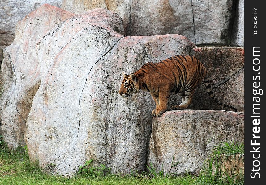 Tiger standing on the stone