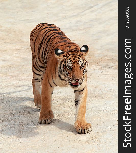 Bengal tiger, Wild animals eat meat