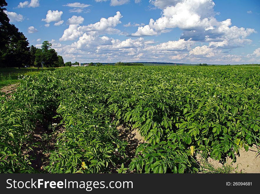 Potato farm with flowering plants