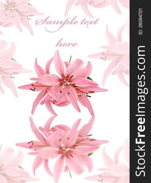 Greeting card with pink soft lily isolated
