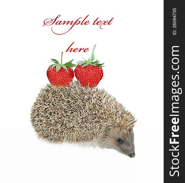 Hedgehog with strawberry isolated on white