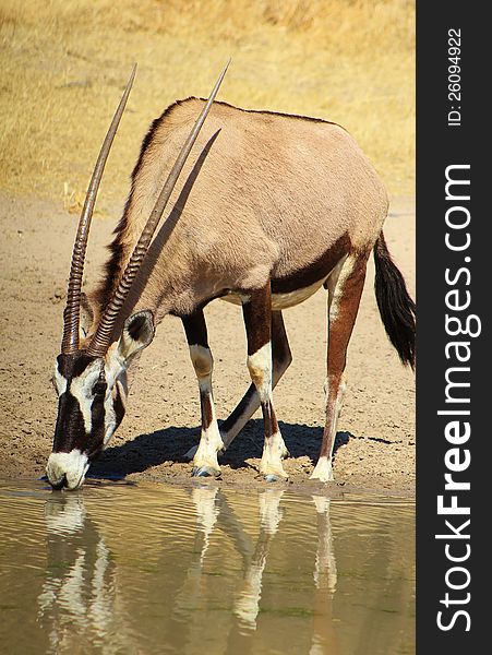 Adult female Gemsbuck, or Oryx, drinking water on a game ranch in Namibia, Africa. Adult female Gemsbuck, or Oryx, drinking water on a game ranch in Namibia, Africa.