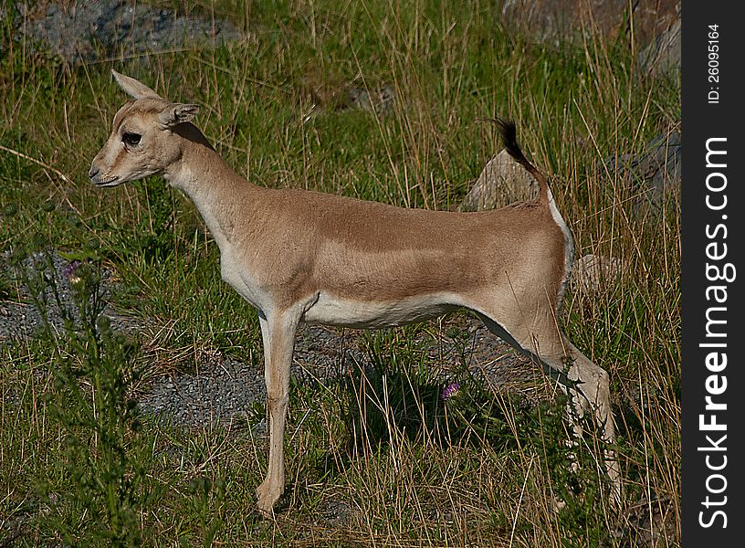 Little antelope standing with upturned tail. Little antelope standing with upturned tail
