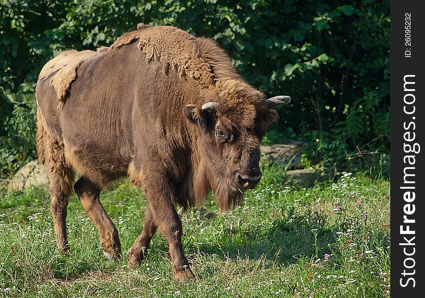 Bison graze in the meadow. Bison graze in the meadow