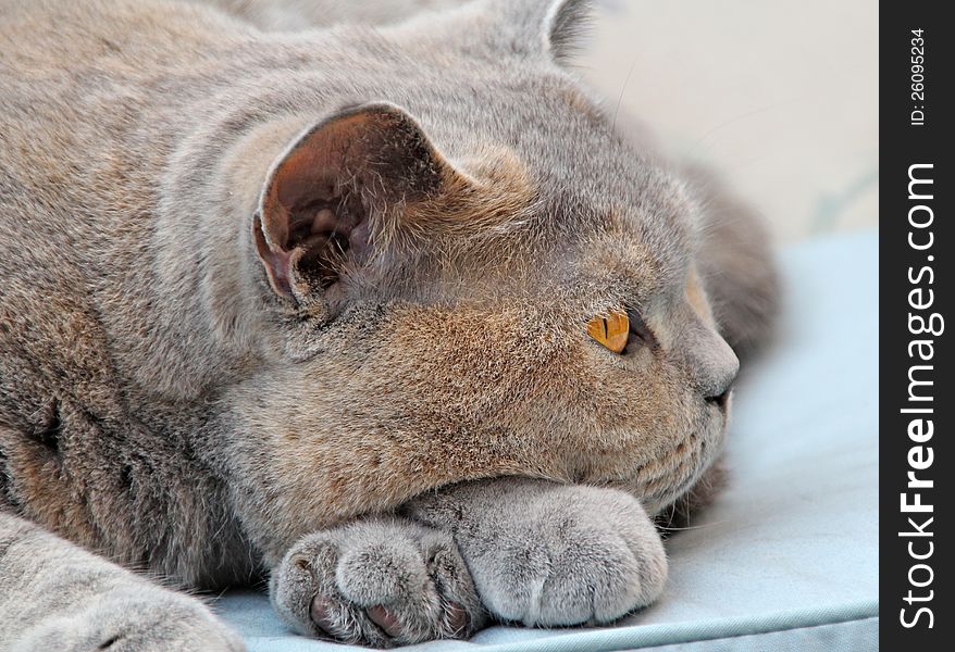 Photo of a wistful dreamy pedigree british shorthair cat resting her head on her paws. Photo of a wistful dreamy pedigree british shorthair cat resting her head on her paws.