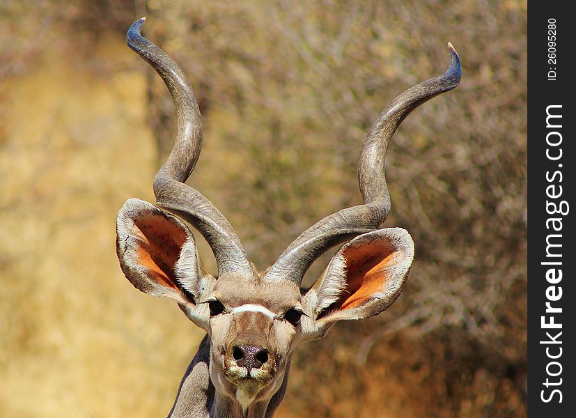 Adult Kudu bull discovering pressence of photographer. Photo taken on a game ranch in Namibia, Africa. Adult Kudu bull discovering pressence of photographer. Photo taken on a game ranch in Namibia, Africa.