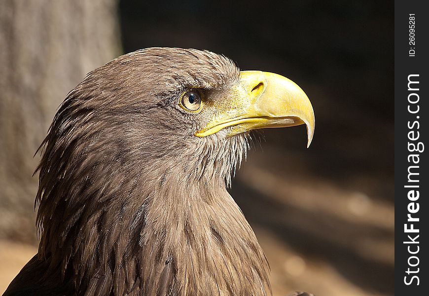 Head sitting brown eagle detail. Head sitting brown eagle detail