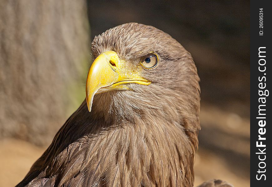 hard look of an eagle