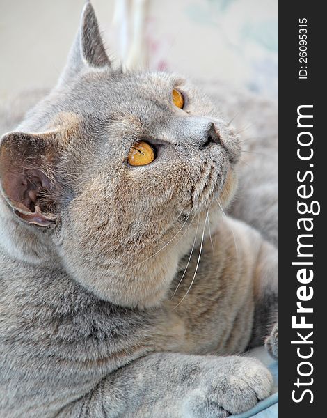 Photo of a beautiful pedigree british shorthair cat breed with the look of love in her eyes!. Photo of a beautiful pedigree british shorthair cat breed with the look of love in her eyes!