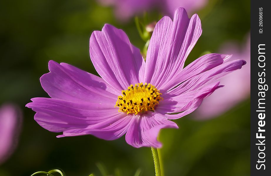 Focus stacked pink and yellow wild flower. Focus stacked pink and yellow wild flower