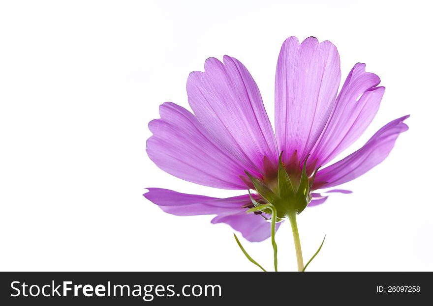 Isolated pink wild flower over white background. Isolated pink wild flower over white background