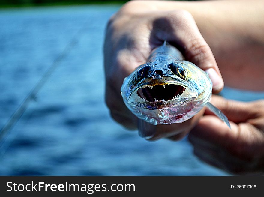 Walleye fish caught on a fishing trip in the hands of the fisherman. Walleye fish caught on a fishing trip in the hands of the fisherman