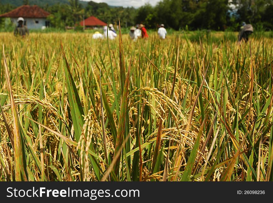 Harvesting of rice