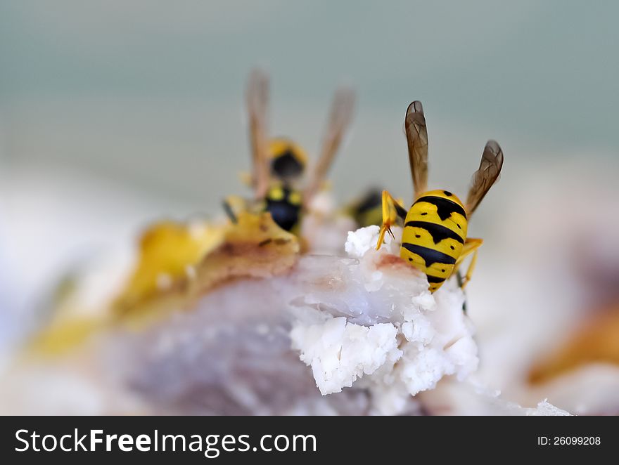 Two wasps feeding on chicken meat. Two wasps feeding on chicken meat