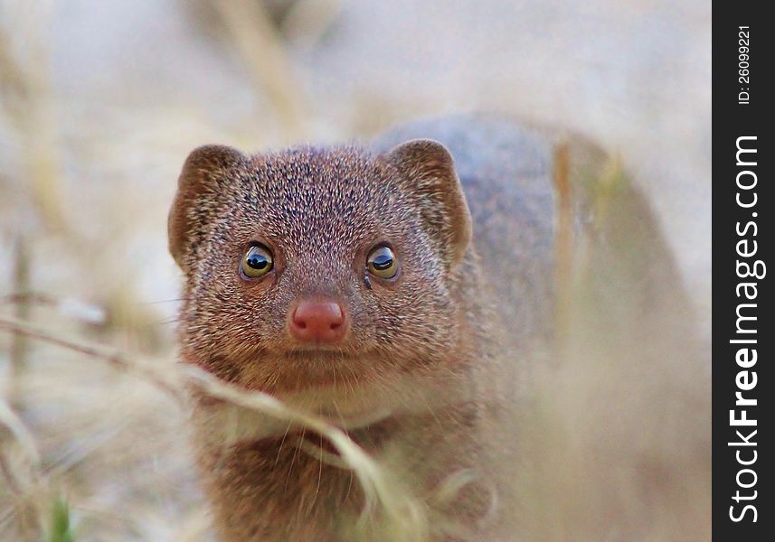 A Slender Mongoose coming in for closer inspection. Photo taken in Namibia, Africa. A Slender Mongoose coming in for closer inspection. Photo taken in Namibia, Africa.