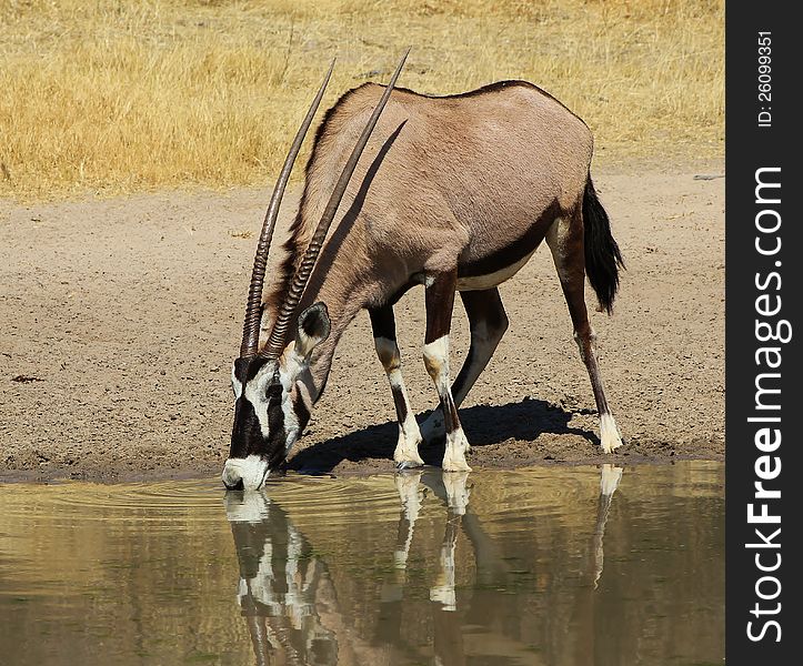 An Oryx cow drinking water on a game ranch in Namibia, Africa. An Oryx cow drinking water on a game ranch in Namibia, Africa