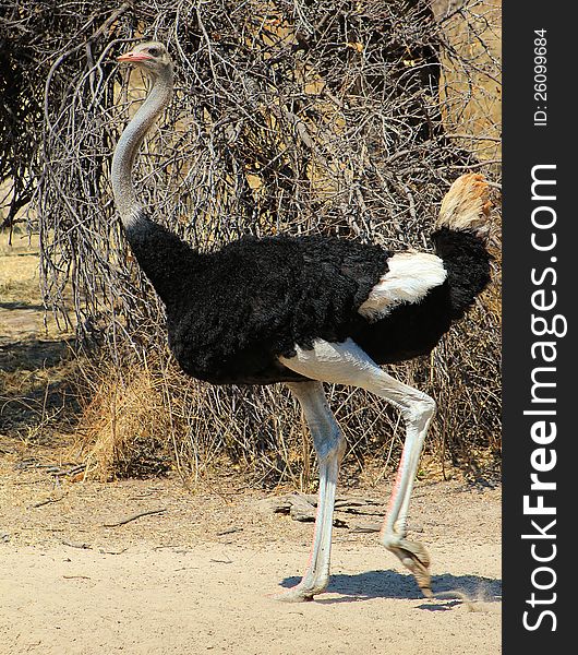 Ostrich Male - Fine Feathers