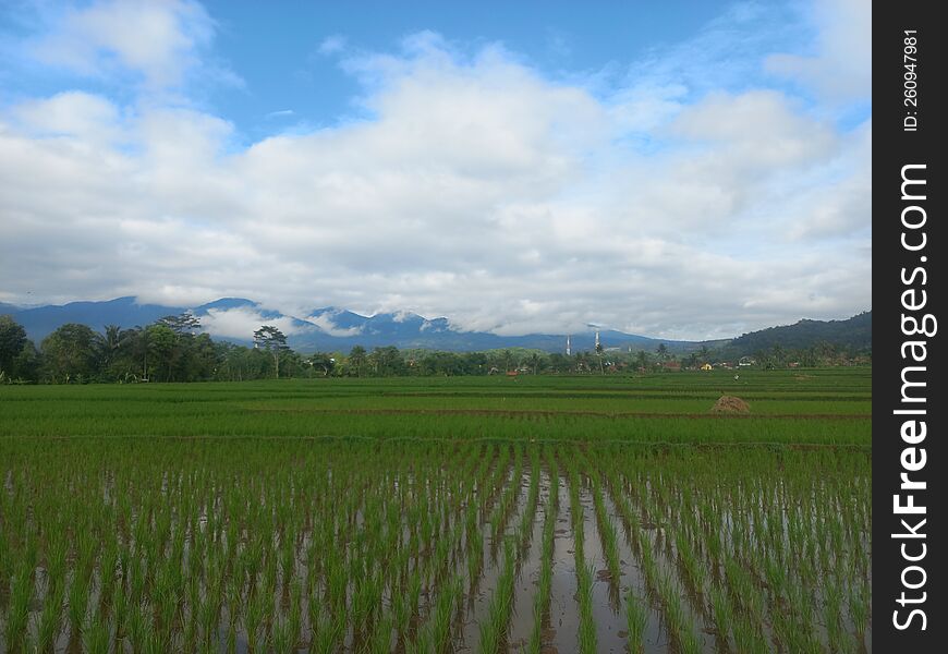 Beautiful Rice Field In Village