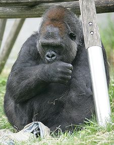 Gorilla 10 Royalty Free Stock Image