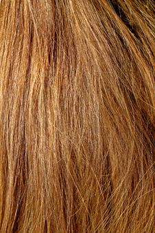 Natural Blonde Stock Image Natural Blonde Stock Image