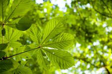 Backlit Leaf Royalty Free Stock Photography