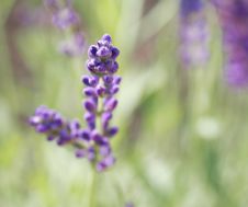 Lavender In A Garden Royalty Free Stock Image Lavender In A Garden Royalty Free Stock Image