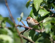 Sparrow Stock Images