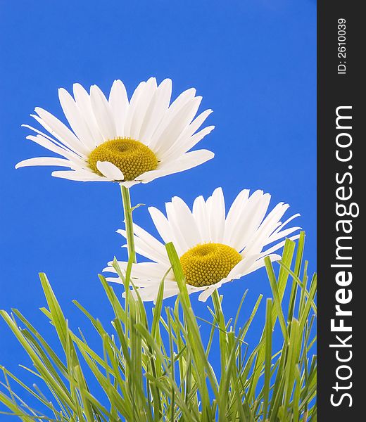 Two shasta daisies in grass on blue background