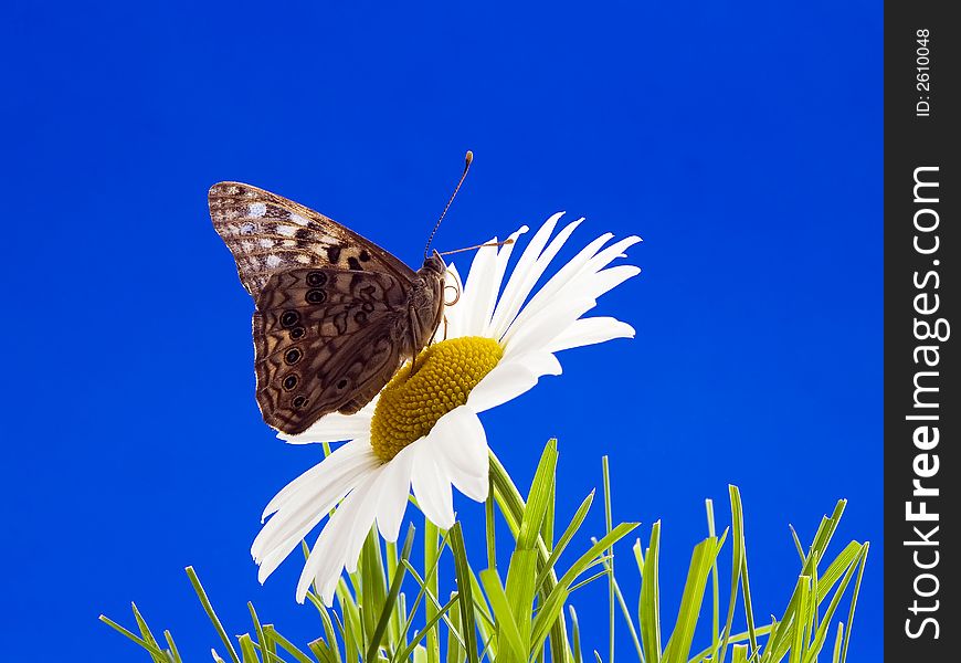 Hackberry emperor butterfly on daisy with blue background. Hackberry emperor butterfly on daisy with blue background
