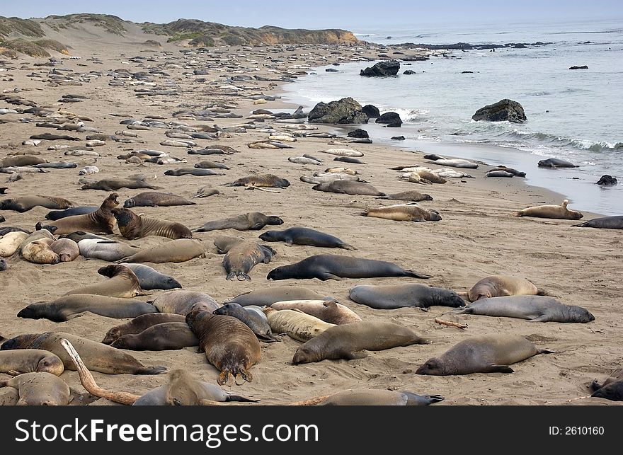 Seals and sea loins on the beach in ca