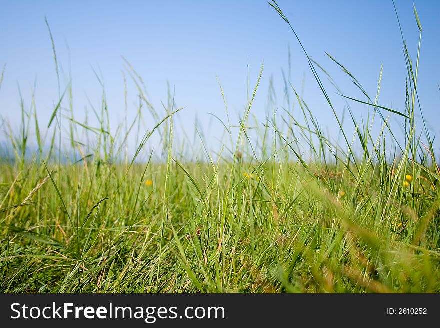 Uncut grass on a meadow in spring. Uncut grass on a meadow in spring