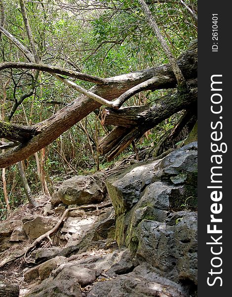 Landslide of rocks with a tree blocking the hiking path. Landslide of rocks with a tree blocking the hiking path
