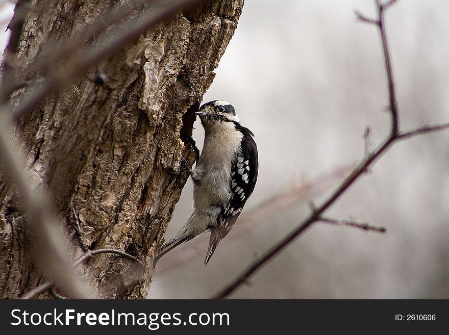 This is a woodpecker hanging onto a tree in the woods. This is a woodpecker hanging onto a tree in the woods