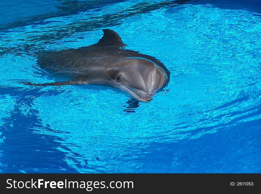 Shot of dolphin breaching clear blue water.