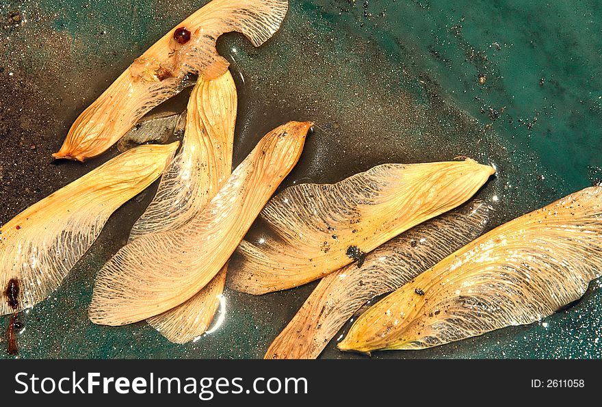 Macro shot of arranged wet maple seedpods in sunset golden glowlight. Macro shot of arranged wet maple seedpods in sunset golden glowlight