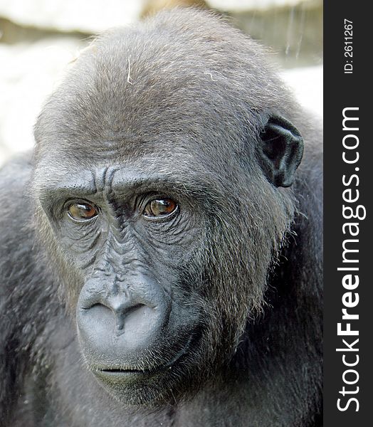 Portrait of nice gorilla female. Portrait of nice gorilla female