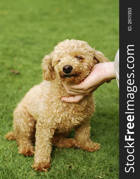 A cute little brown poodle sitting on grass at park