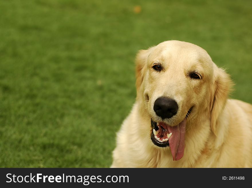 A happy golden retriever sitting on the grass at the park