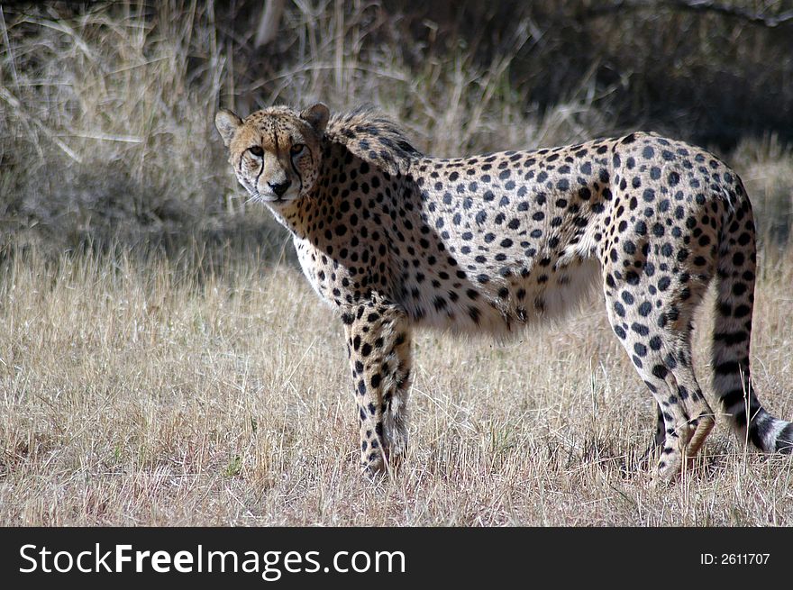 The fastest land mammal in the world, the Cheetah.  Photographed in South Africa.