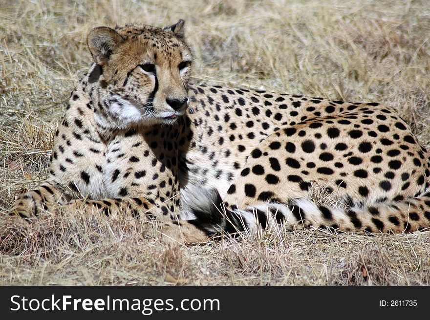 The fastest land mammal in the world, the Cheetah.  Photographed in South Africa.