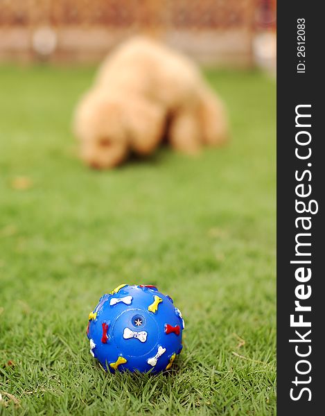 A pet toy blue ball on grass at park. Focus on the ball.