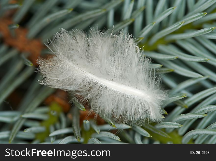 Solitary white feather on branch